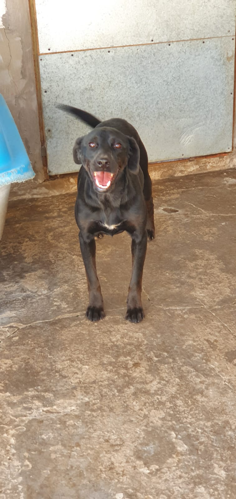 perra Berta en adopción - Refugio Don Torcuato