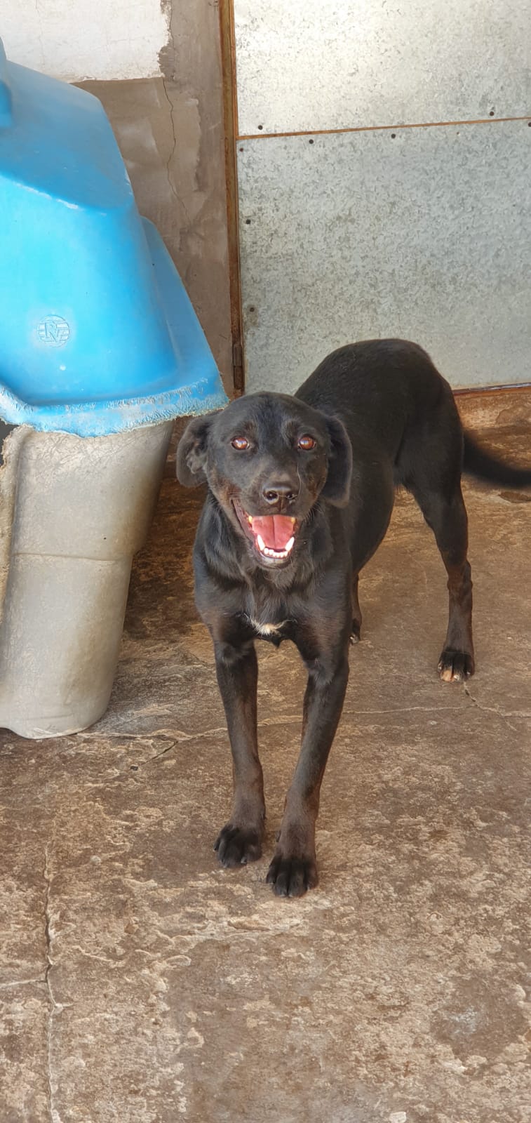perra Berta en adopción - Refugio Don Torcuato