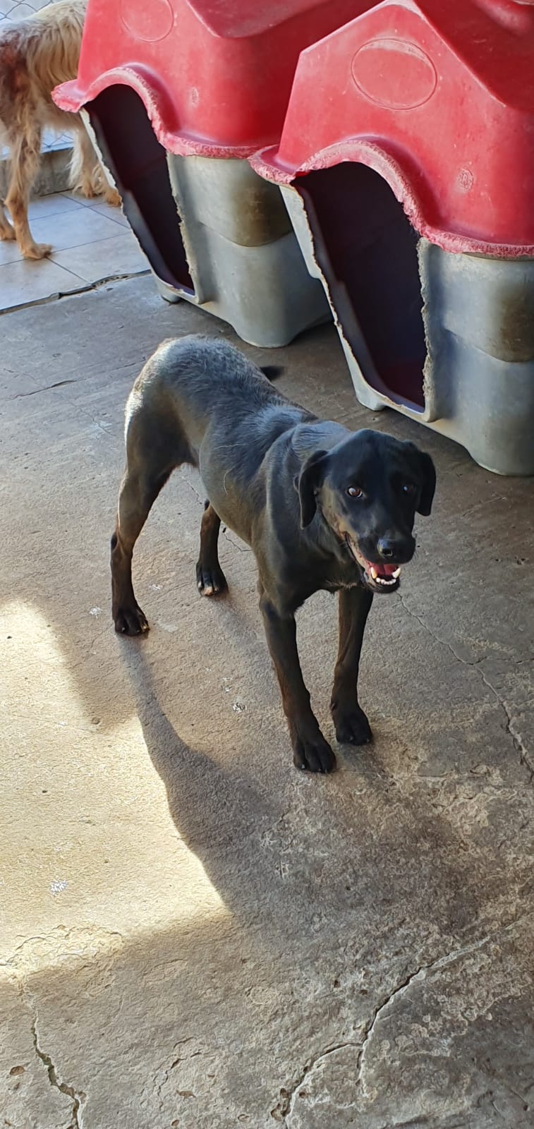 perra Berta en adopción - Refugio Don Torcuato
