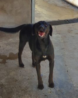BERTA