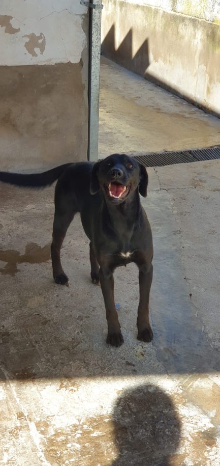 perra Berta en adopción - Refugio Don Torcuato
