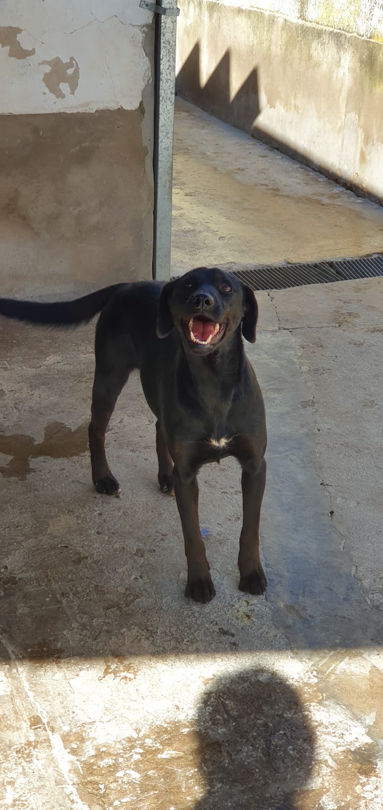 perra Berta en adopción - Refugio Don Torcuato