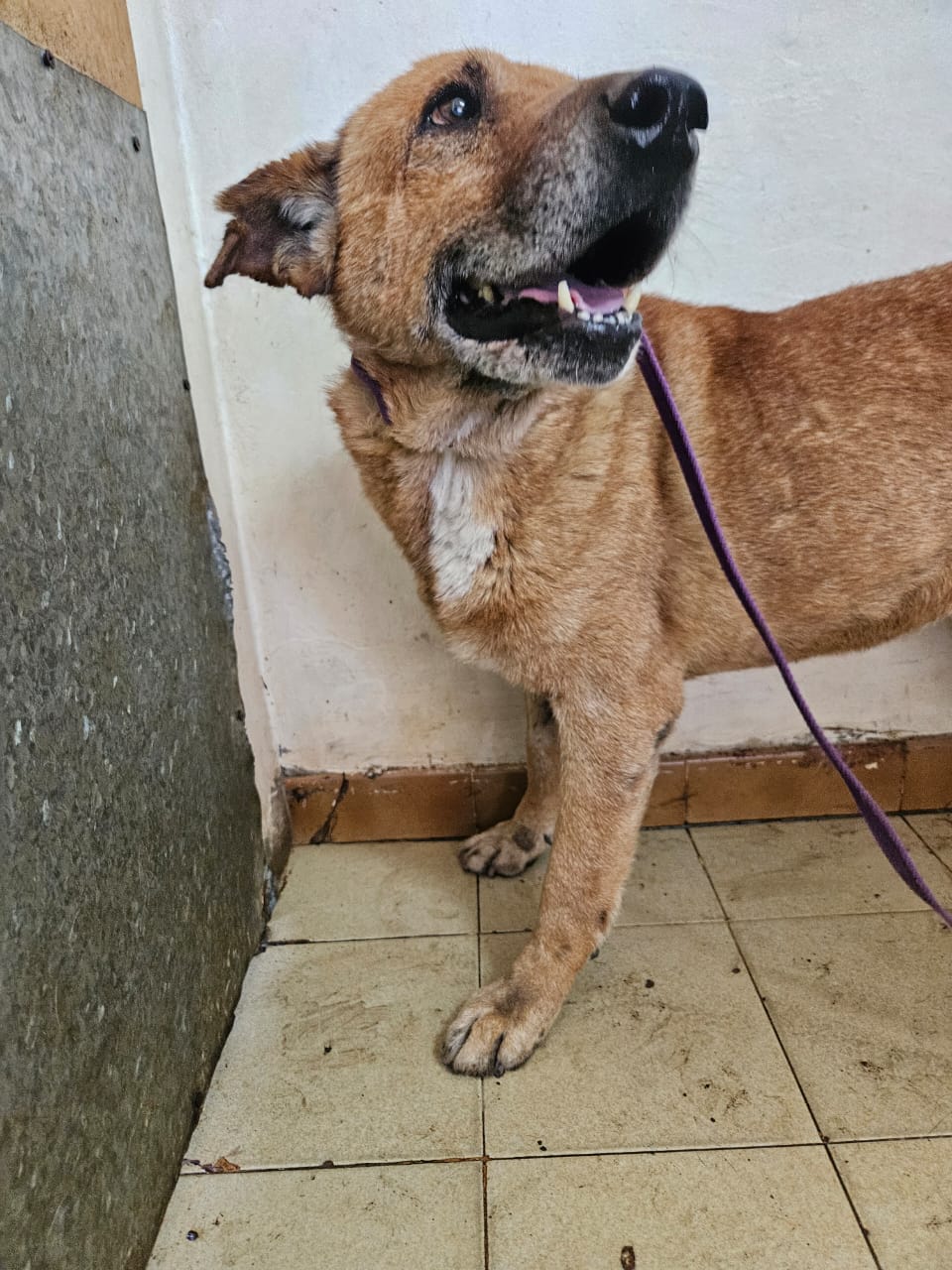 Rubio en adopción - Refugio Don Torcuato