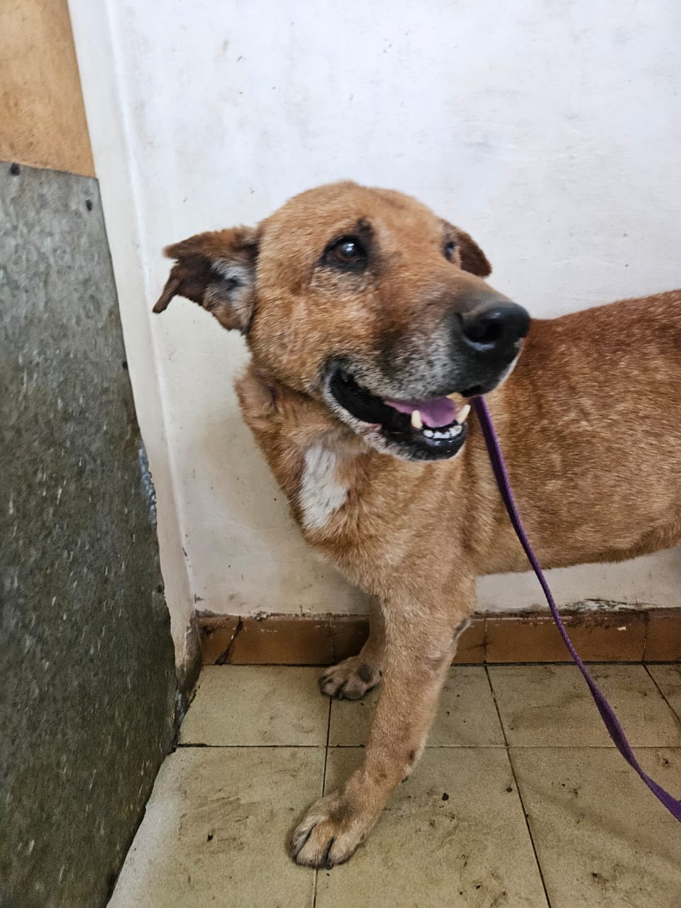 Rubio en adopción - Refugio Don Torcuato