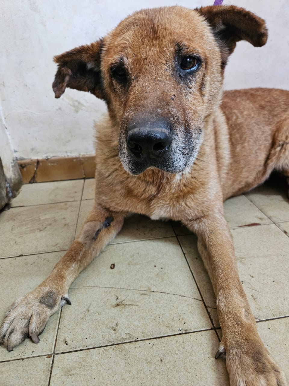 Rubio en adopción - Refugio Don Torcuato
