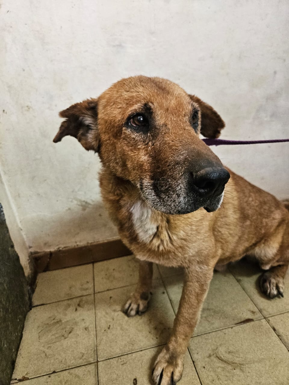 Colincho en adopción - Refugio Don Torcuato