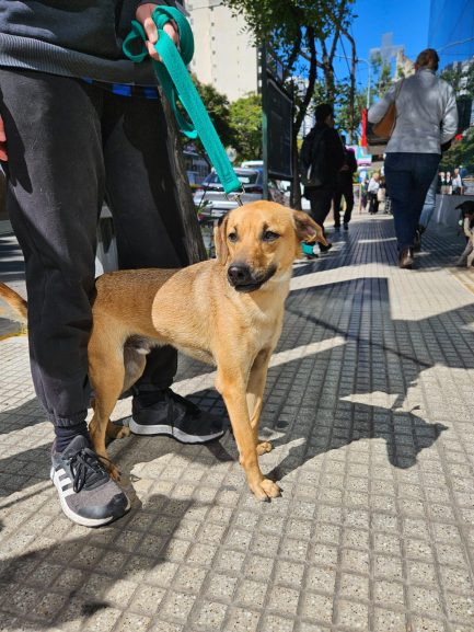 Falucho en adopción - Refugio Don Torcuato