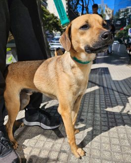 FALUCHO