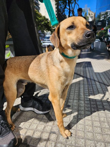 Falucho en adopción - Refugio Don Torcuato