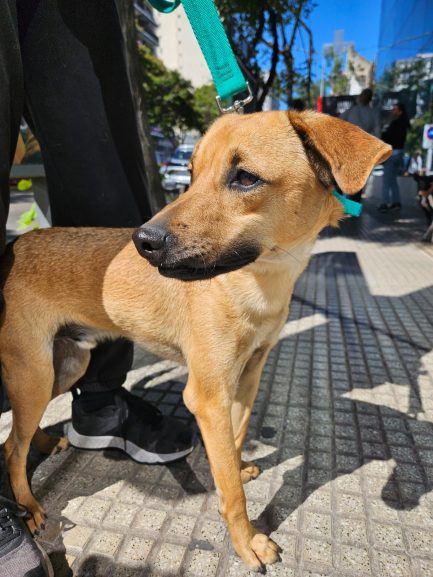 Falucho en adopción - Refugio Don Torcuato