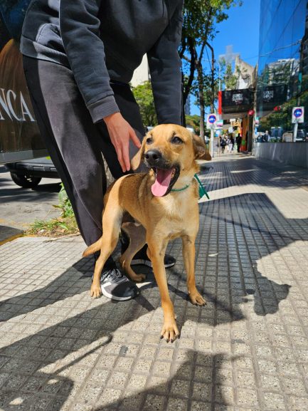 Falucho en adopción - Refugio Don Torcuato