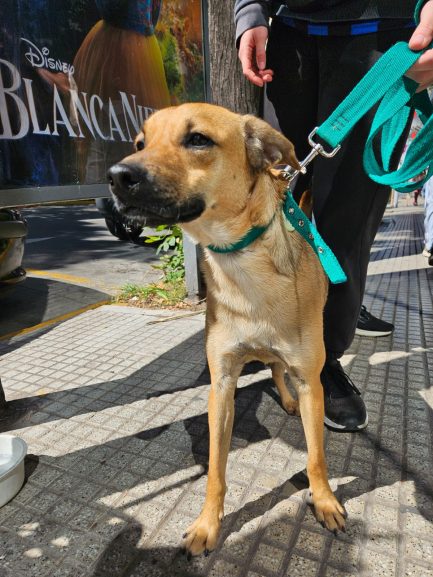 Falucho en adopción - Refugio Don Torcuato