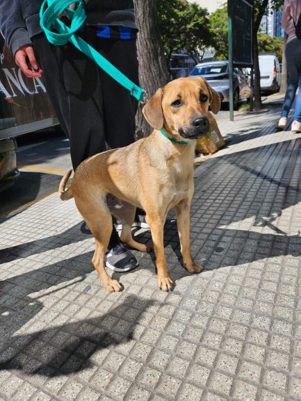 Falucho en adopción - Refugio Don Torcuato