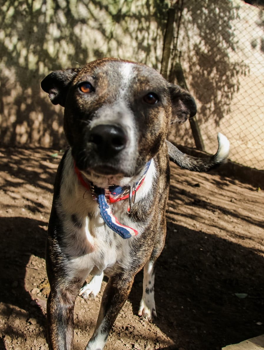 Hugo en adopción - Refugio Don Torcuato