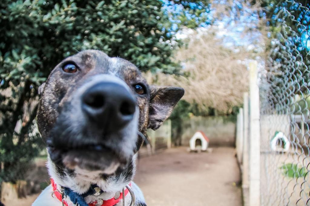 Hugo en adopción - Refugio Don Torcuato