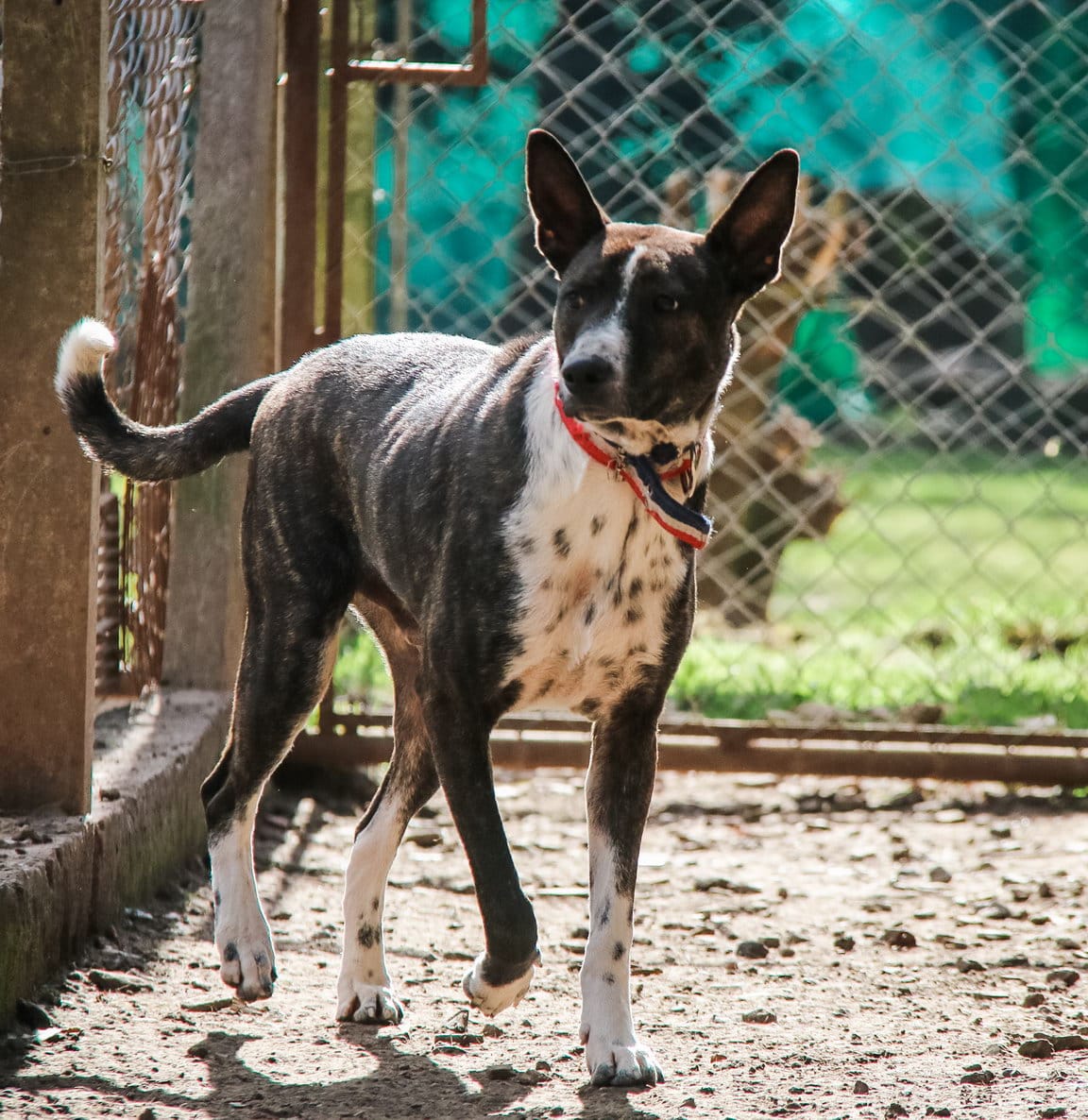 Hugo en adopción - Refugio Don Torcuato