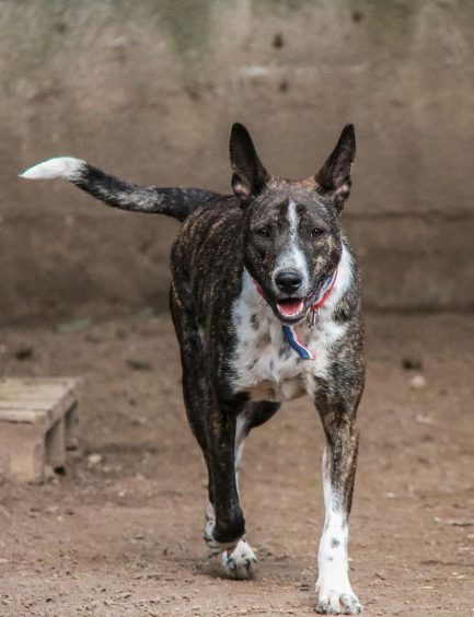 Hugo en adopción - Refugio Don Torcuato