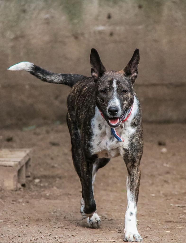 Hugo en adopción - Refugio Don Torcuato