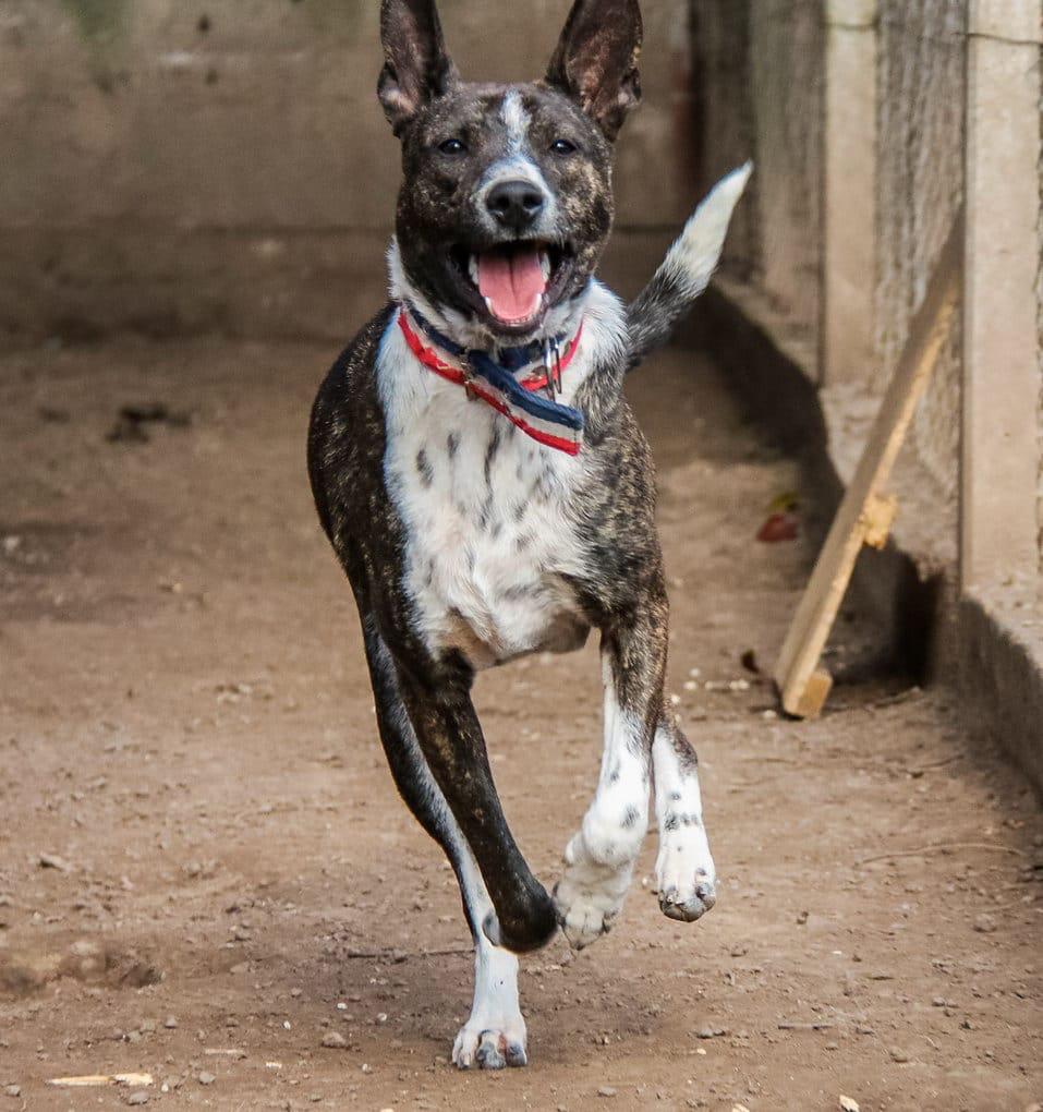 Hugo en adopción - Refugio Don Torcuato