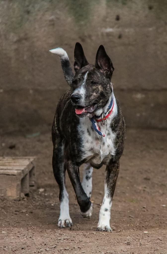 Hugo en adopción - Refugio Don Torcuato