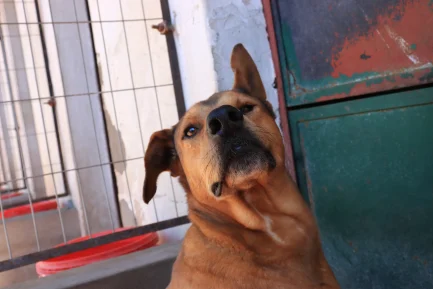Moqui en adopción