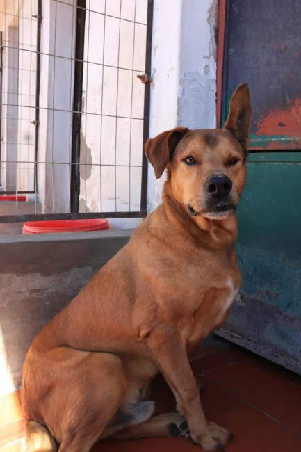 Moqui en adopción