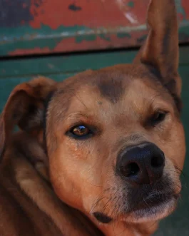 MOQUI