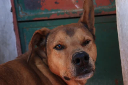 Moqui en adopción