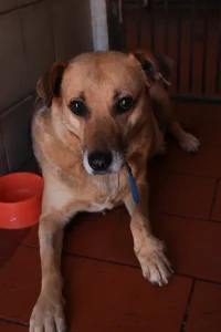 Perrita Gorda necesita madrinas o padrinos - Refugio Don Torcuato