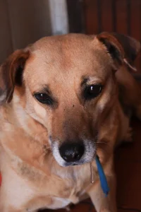 Perrita Gorda necesita madrinas o padrinos - Refugio Don Torcuato