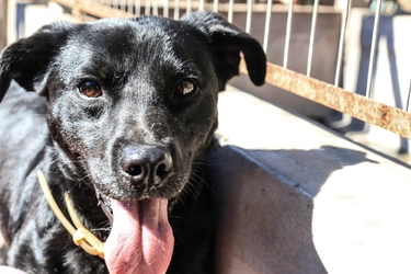 Benito en adopción - Refugio Don Torcuato