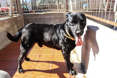 Benito en adopción - Refugio Don Torcuato