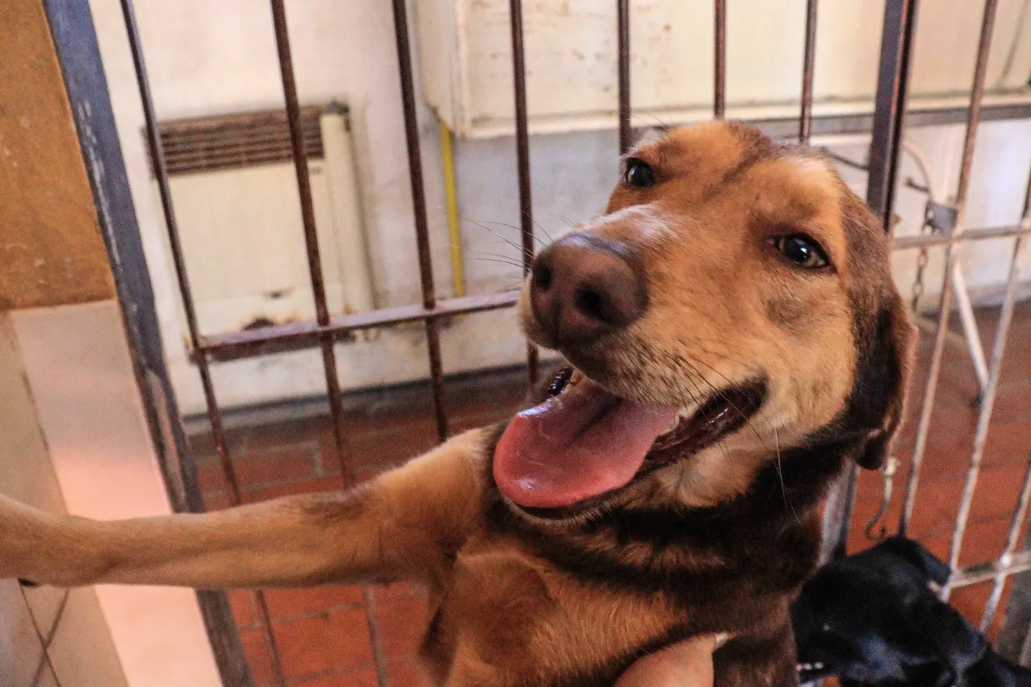 Brownie en adopción - Refugio Don Torcuato