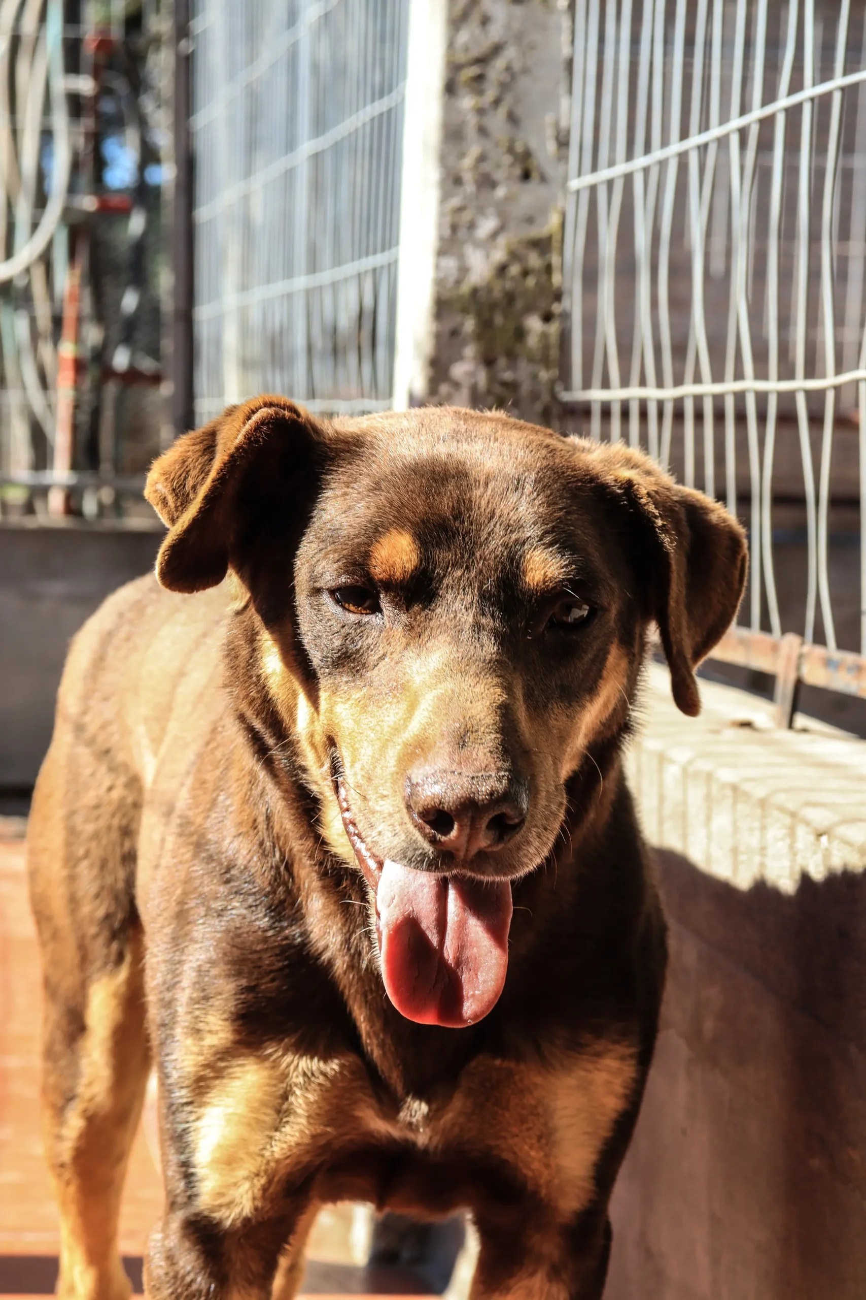 Brownie en adopción - Refugio Don Torcuato