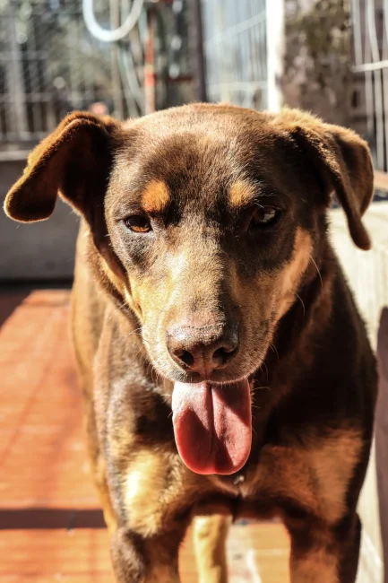 Brownie en adopción - Refugio Don Torcuato