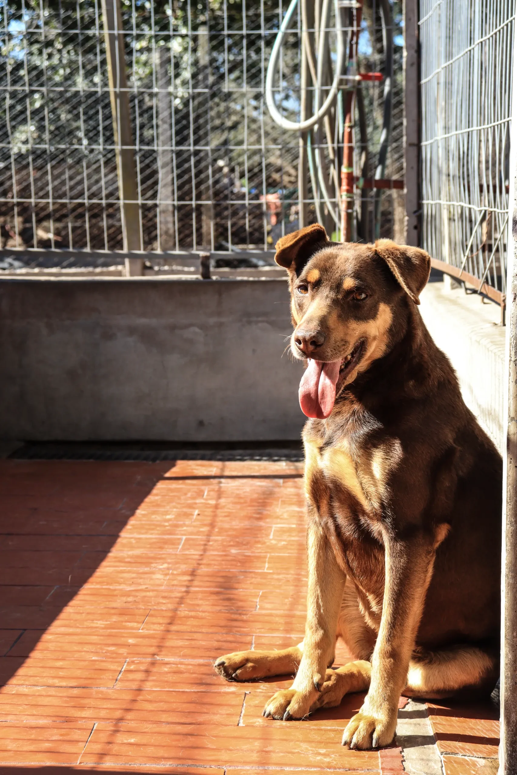 Brownie en adopción - Refugio Don Torcuato
