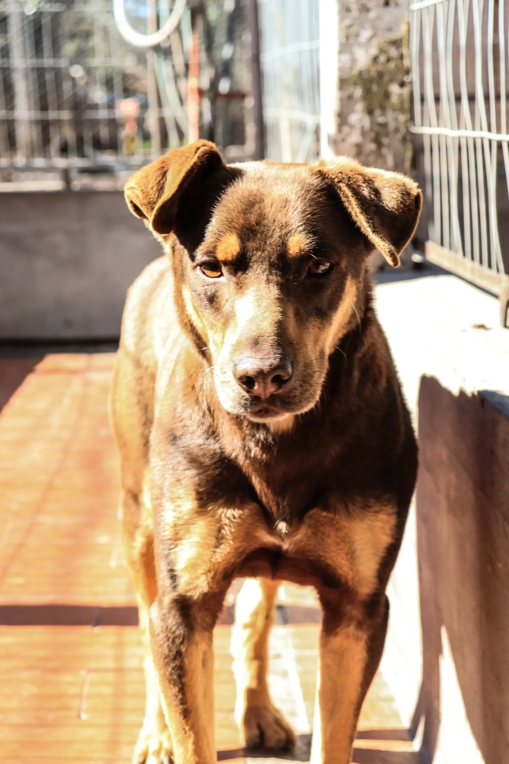 Brownie en adopción - Refugio Don Torcuato