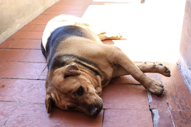 Tota en adopción - Refugio Don Torcuato