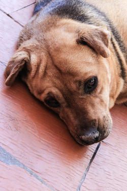 Tota en adopción - Refugio Don Torcuato