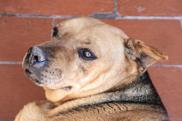 Tota en adopción - Refugio Don Torcuato