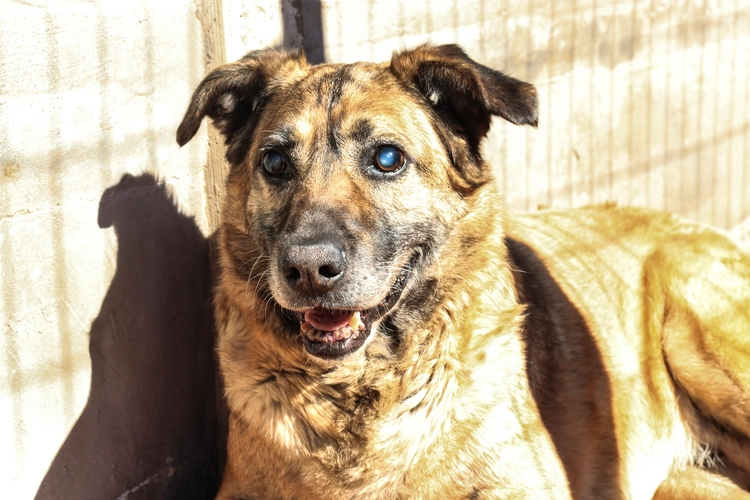 Torito en adopción - Refugio Don Torcuato