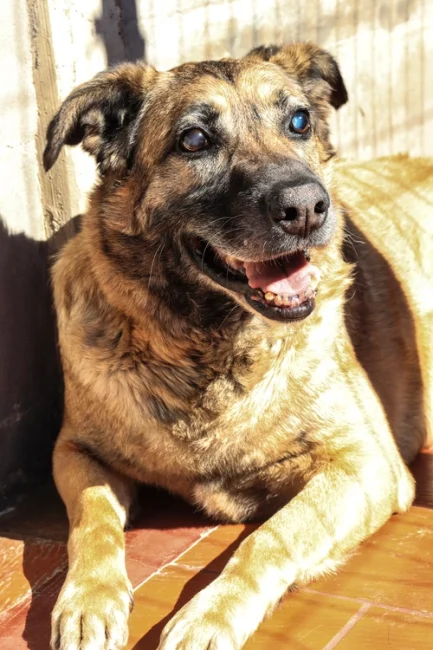 Torito en adopción - Refugio Don Torcuato