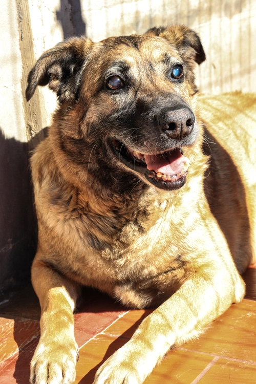 Torito en adopción - Refugio Don Torcuato