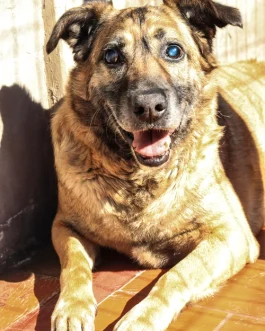 TORITO