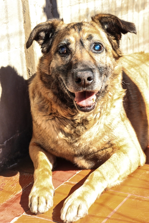 Torito en adopción - Refugio Don Torcuato