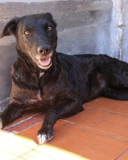 SAMANTHA