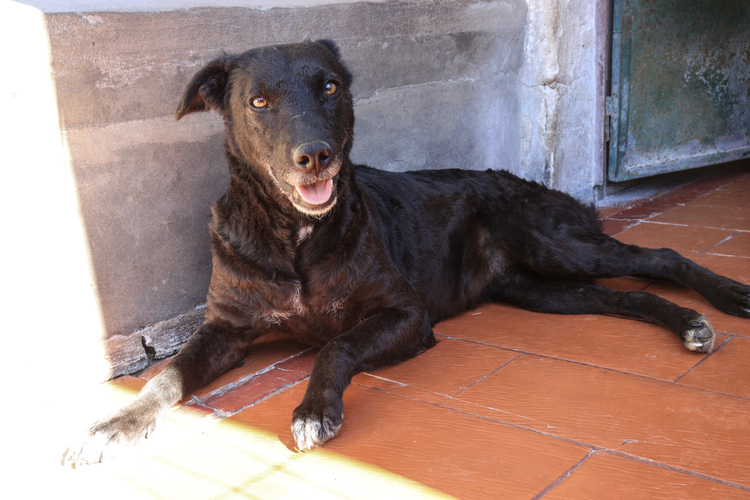 Samantha en adopción - Refugio Don Torcuato