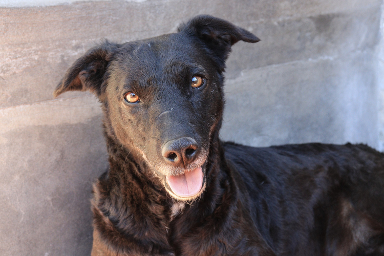 Samantha en adopción - Refugio Don Torcuato