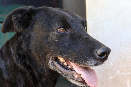Samantha en adopción - Refugio Don Torcuato