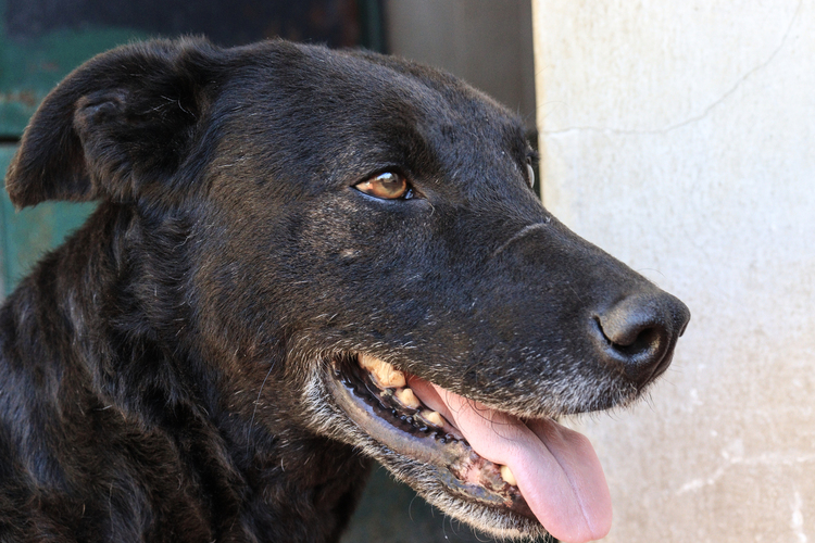 Samantha en adopción - Refugio Don Torcuato